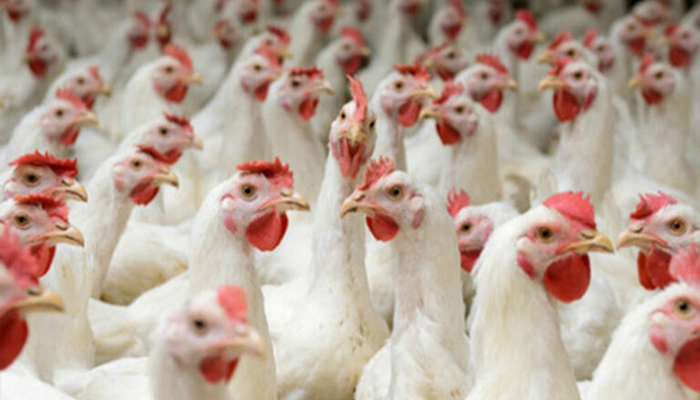 Imported from WordPress: Polti-Hen.jpg