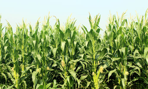 Imported from WordPress: observerbd.com_1548674166.jpg