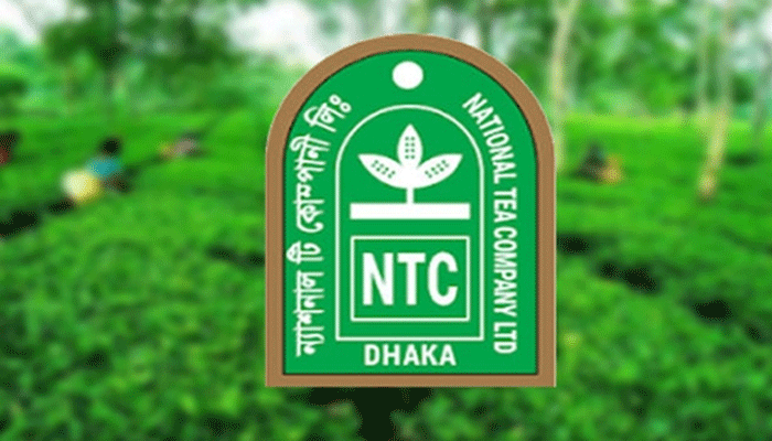 ন্যাশনাল টি‘র নগদ লভ্যাংশ বিতরণ